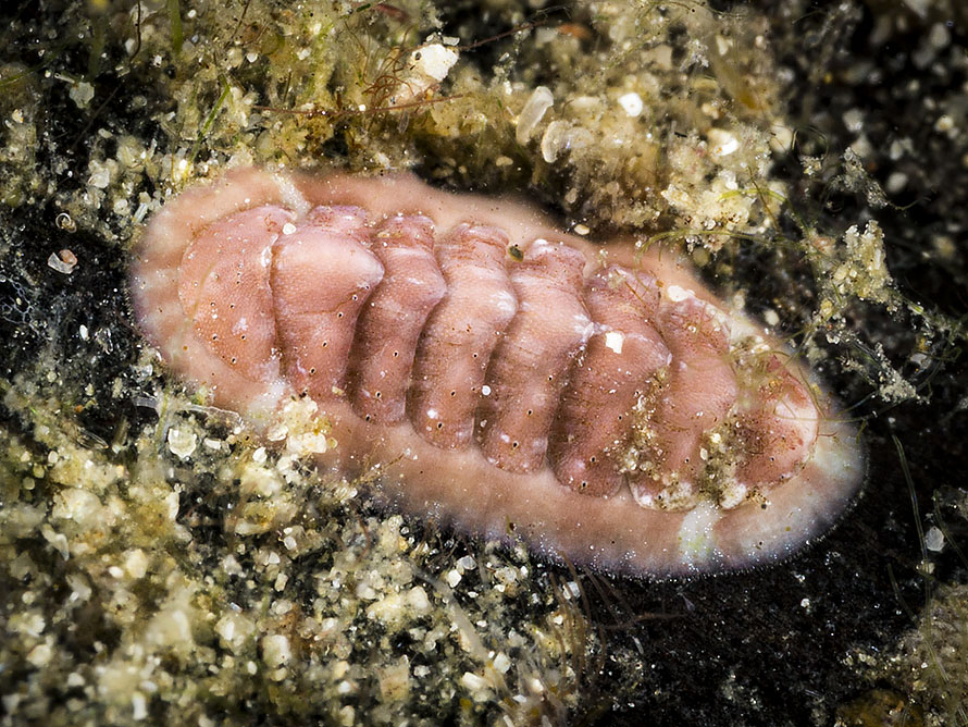 Chiton 07